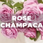 Déodorant Kali-Rose champa (78ml)